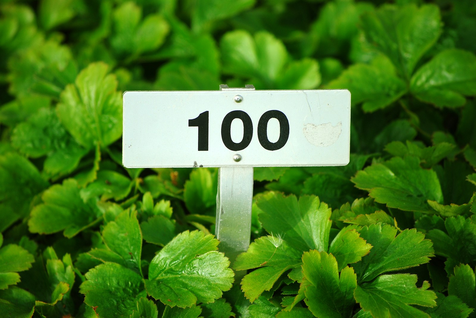 Berufseinstieg: Die ersten 100 Tage erfolgreich meistern